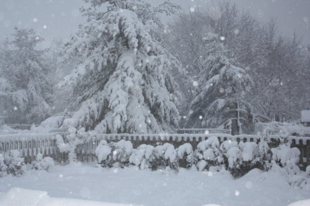 NJ Blizzard of 2010-my backyard