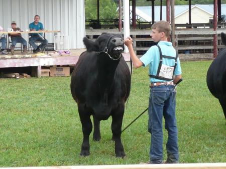 Colton and his heifer