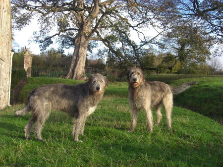 Finn and Alerry...my Irish Wolfhound friends