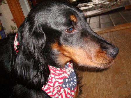 Aries- The "other" Gordon Setter