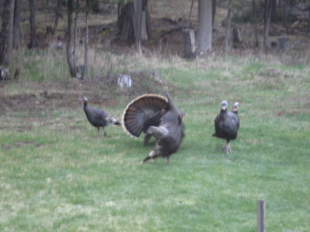 More Turkeys