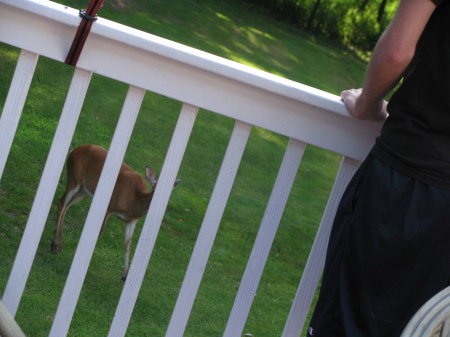 Jesse feeding deer in our backyard 7/09