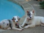 Puppies by the pool.