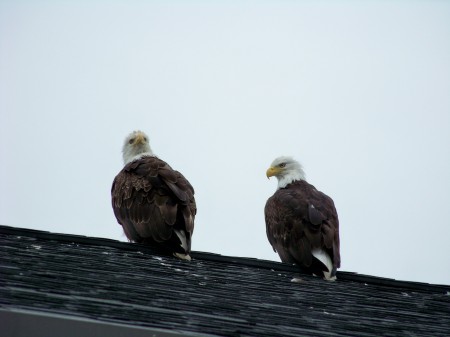 Bald Eagle snaggin a date on a roof top