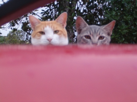 My cats