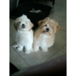 Lola & Teddy, my crazy dogs.