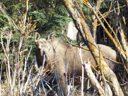 small female wild moose