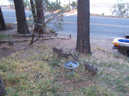 Five deer (2 Does, 3 fawns)