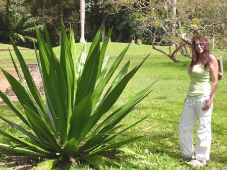 my favorite plant, the agave, puerto rico 2009