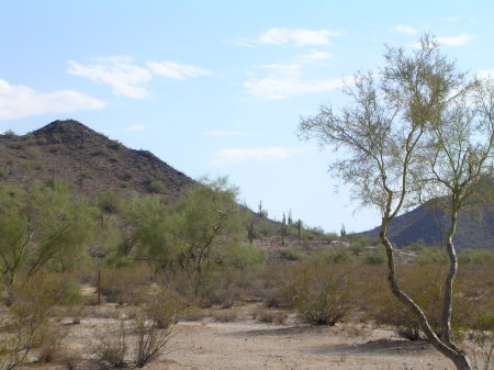 Arizona desert