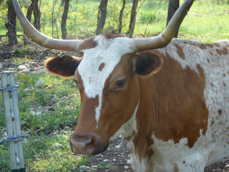 Texas Longhorn