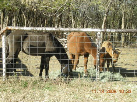 My Horses, Ranger, Splinter, and Sugar