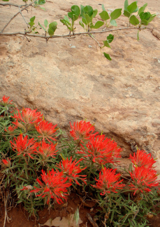 Indian Paintbrush