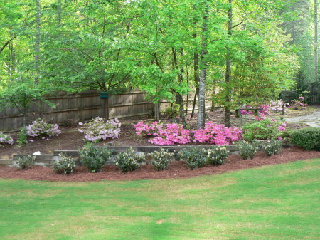 Spring 2005  Our Backyard in Full Azalea Bloom