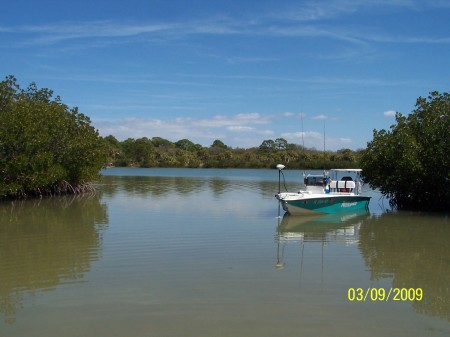 Fishing in the Mangroves