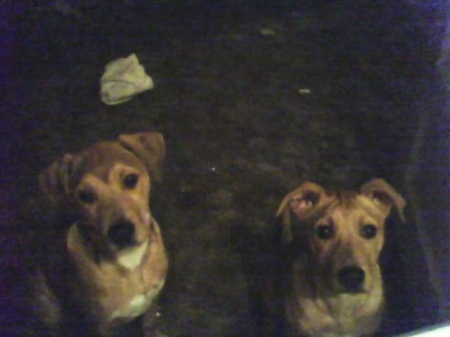 My Rez pups ~ Fauna (L) and Flora (R)