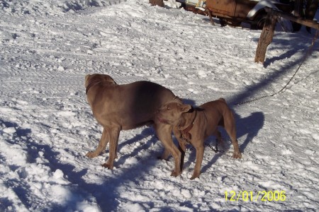 Max & Molly my Neo Mastiffs