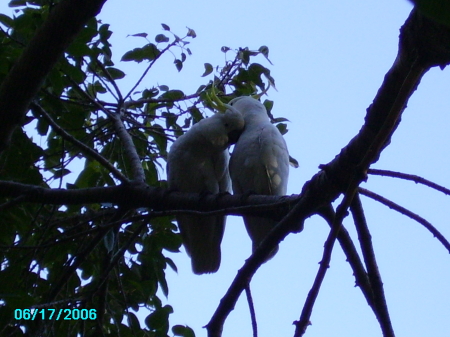 Wild Cockatoos
