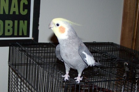 Pua, Our Cockatiel