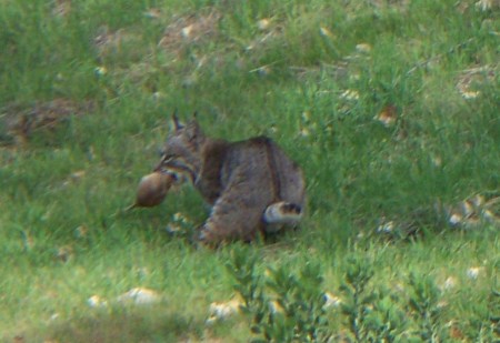 Bobcat Catching unfortunate gohper