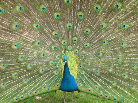 Peacock at the Melbourne Zoo (Australia)