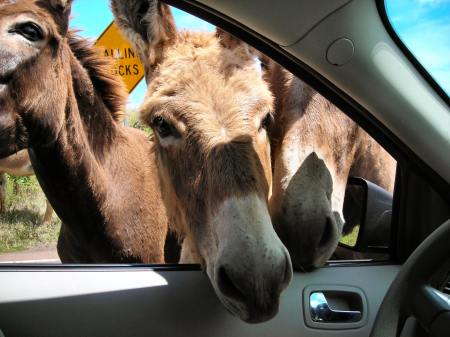 Wild Donkeys looking for food