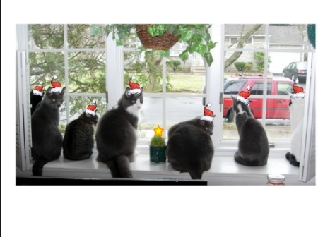 Too many cats.  Ho ho ho!