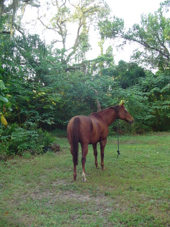 Stetson