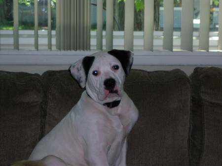 our american bulldog Otis