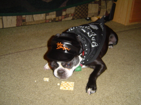 Bad to the Bone Harley Bean