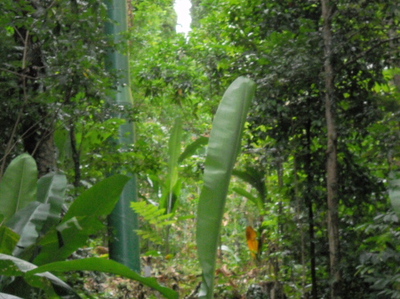 deep in the rain forest