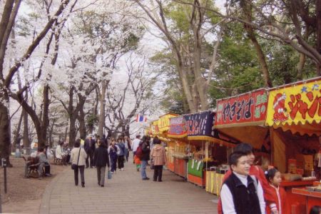 omiya cheery blossom