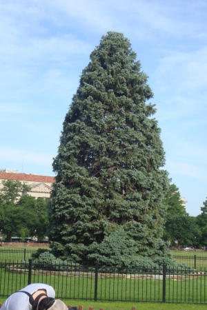 The national Christmas tree