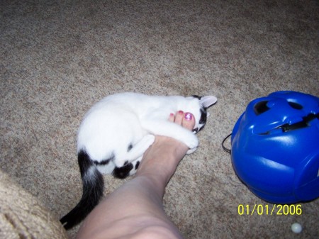 my kitty thinks his toe is a mouse!