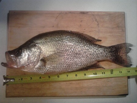 15' crappie