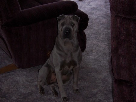 One of my 3 Shar-Peis