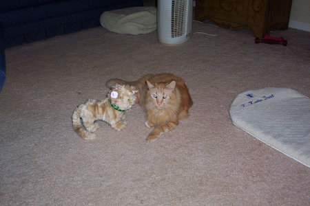 Salvo the male cat 2007