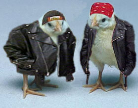 biker chicks