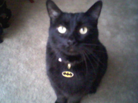 Batcat , aka., Spooky, The Big Fat Guy