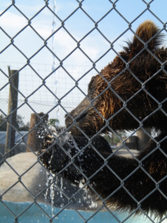 Thirsty Bear
