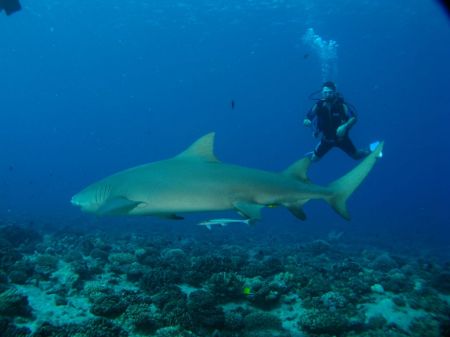 Lemon shark and ME!