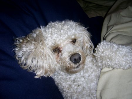 My Toy Poodle