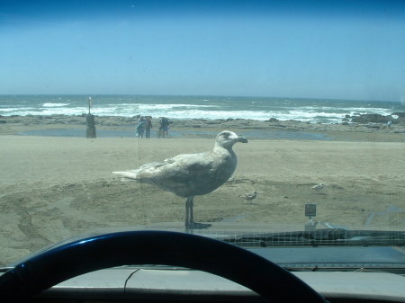 Darn Seagulls