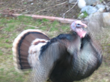 Tom Turkey