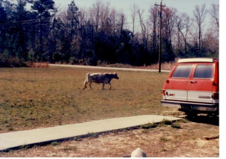 Cow Crossing?