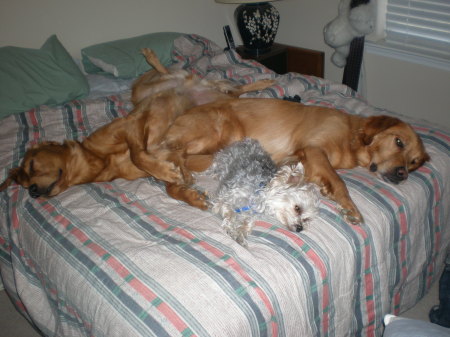 three dog hangover!