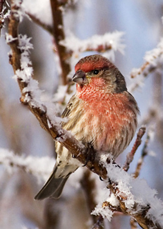 Winter Finch