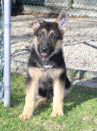 Happy Cadie...10 weeks old