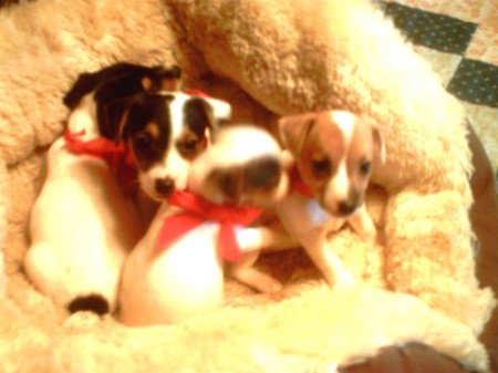 JackRussell Pup's