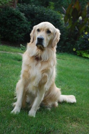 Moxie, our Golden Retriever